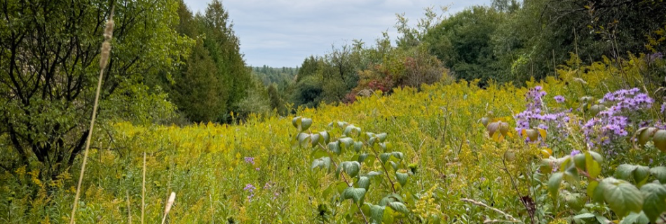 A meadow facing south with tall Goldenrod and Aster flowers.