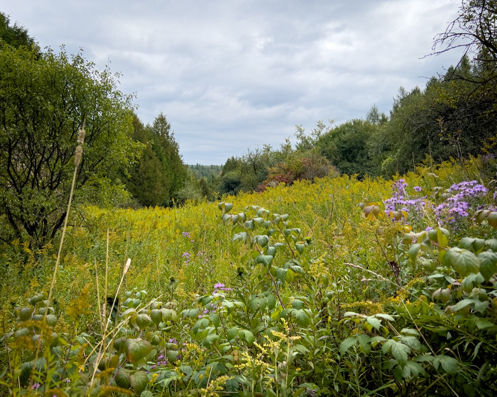 A meadow facing south with tall Goldenrod and Aster flowers.